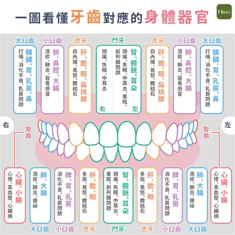 牙齒對應器官 出手意思